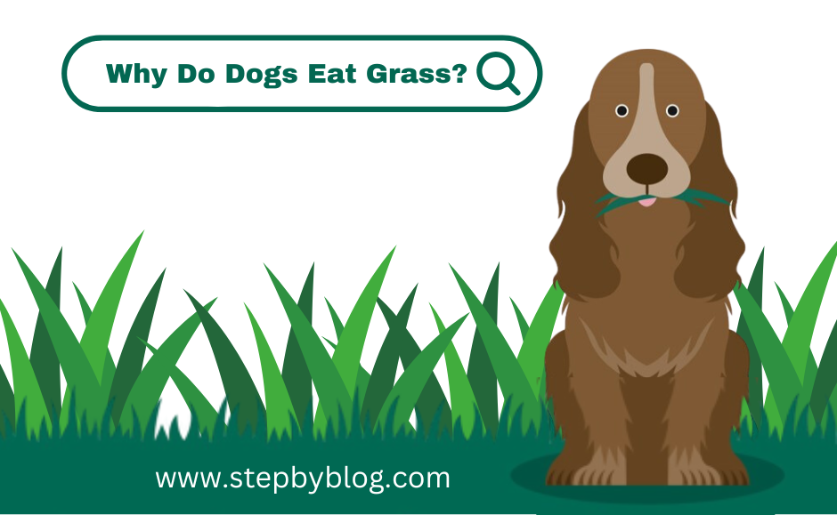 Why Do Dogs Eat Grass? Exploring Canine Behavior and Digestive Health
